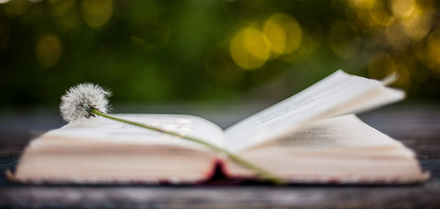 image of open book with dandelion and lights